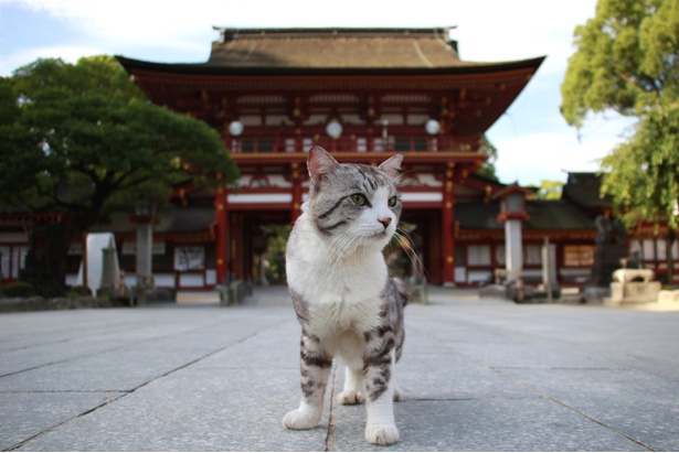 旅猫ニャン吉が行く！日本絶景旅＠福岡