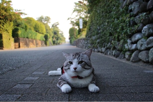 旅猫ニャン吉が行く！日本絶景旅＠鹿児島