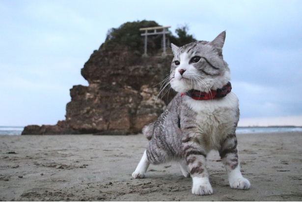 旅猫ニャン吉が行く！日本絶景旅＠島根