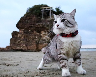 【全40枚】旅猫ニャン吉が行く！日本全国絶景旅の最新写真を公開