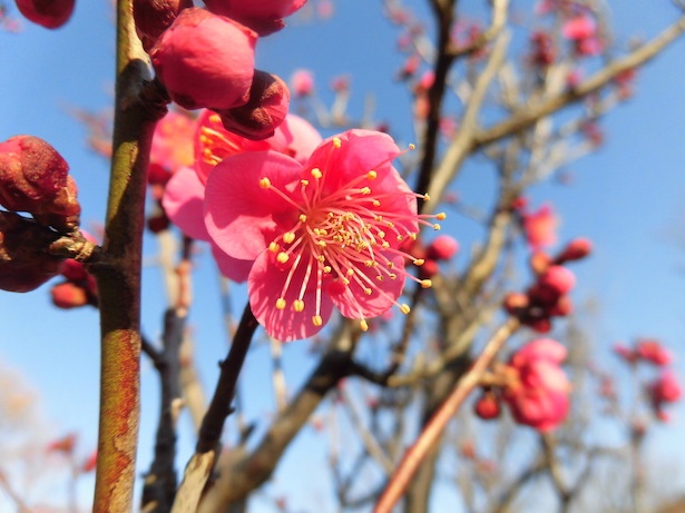 梅の品種のひとつ「紅千鳥」