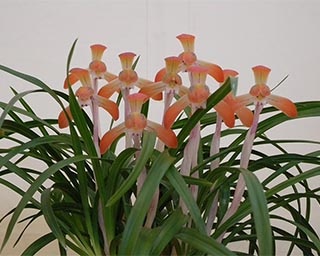色とりどりのランの花を鑑賞！富山県中央植物園で「第47回富山県蘭まつり大会」開催