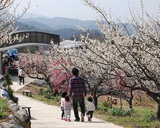 一目千本の梅が咲き誇る新名所！広島県三原市で「満汐梅林花見まつり」