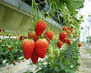 広大な園内でいちごが食べ放題！三重県名張市・青蓮寺湖観光村のいちご狩り