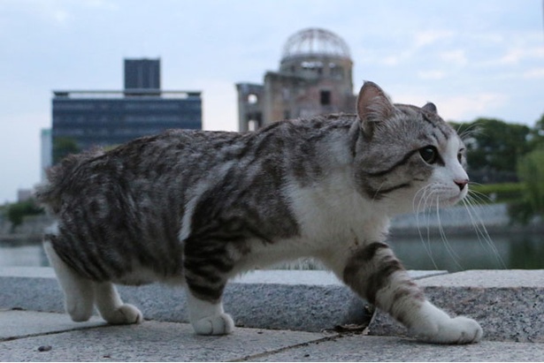 広島にて、旅猫ニャン吉