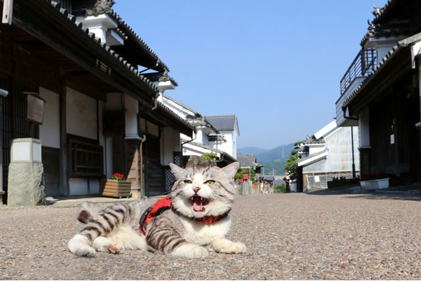徳島にて、暖かい日差しと石畳にほっこり