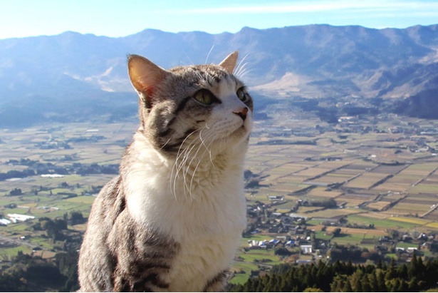 旅猫ニャン吉と熊本・大観峰へ