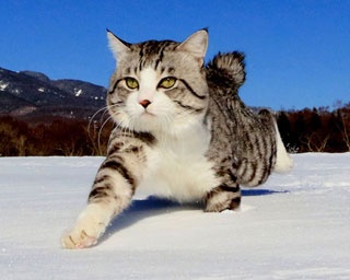 “旅猫 ニャン吉”も登場！ネコ好き必見「癒しの猫の森展」が開催