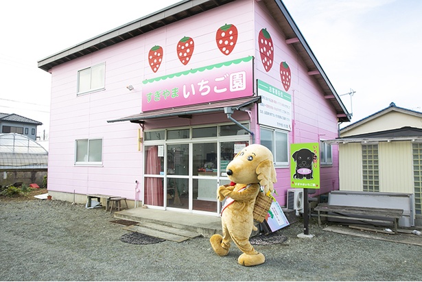 神奈川でイチゴ狩り 平塚で新しいイチゴを味わおう ウォーカープラス