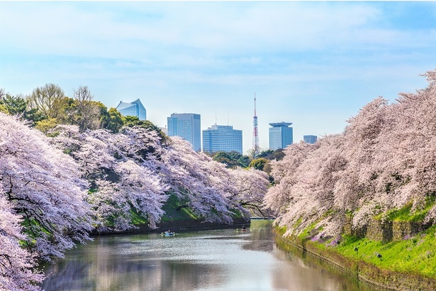 東京都・千鳥ヶ淵公園の桜