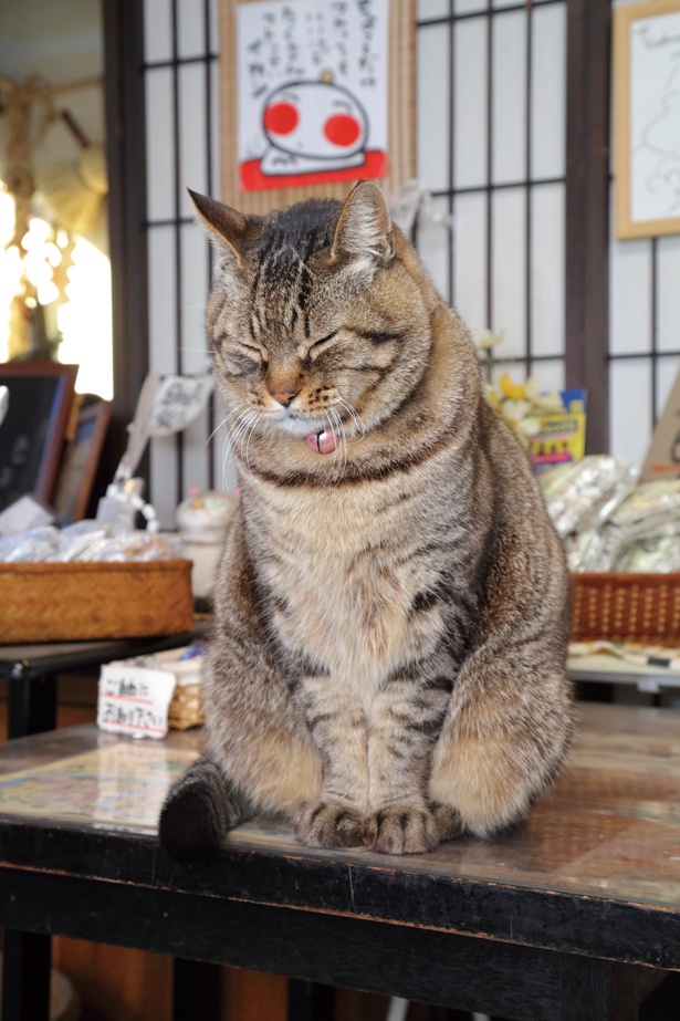 「暖かい日にはうとうとしてしまうニャ...」 /「足助牛乳」(愛知県豊田市)