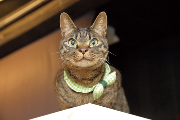 何か発見したのかな？ /「Chat Noir」(名古屋市中区)