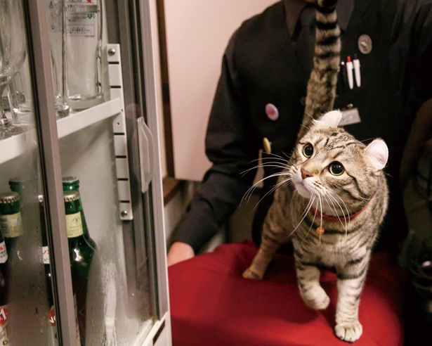 遊びたい盛りの甘えん坊さん /「Café Chaton Rouge」(名古屋市中区)