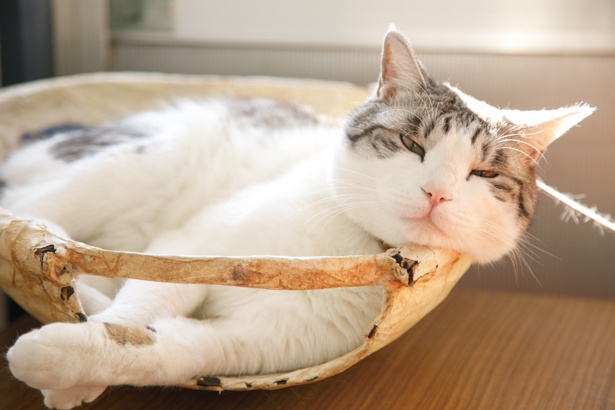 ザルのなかにすっぽり入って昼寝するのが至福... /「ちりめん工房 ジャコデス」(愛知県南知多町)