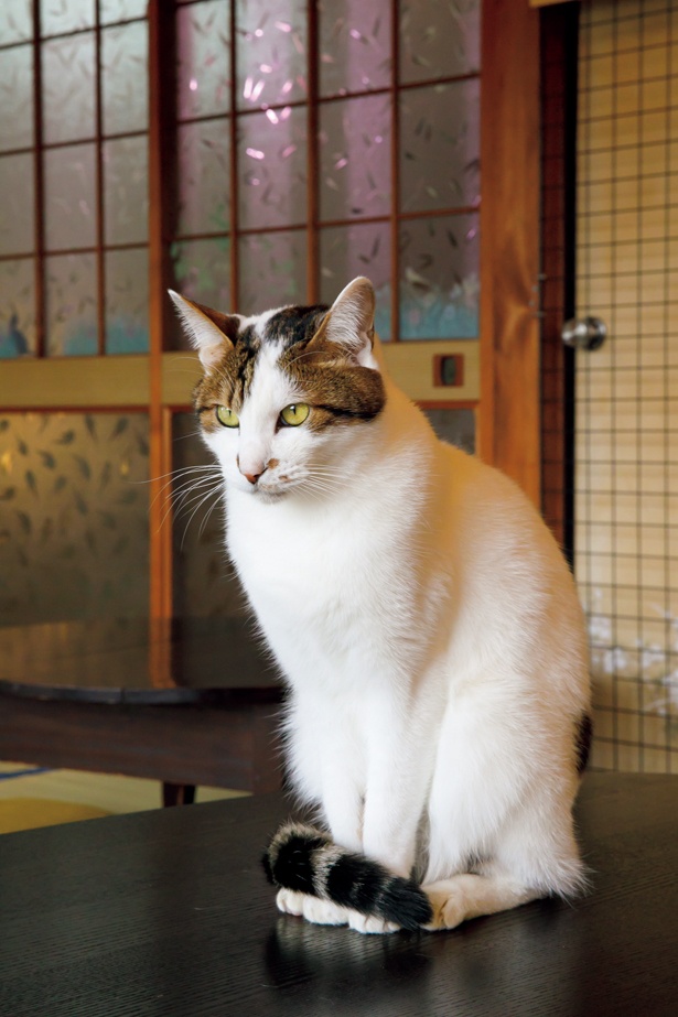しっぽがくるんと巻きついていて、かわいい /「保護猫カフェ めおまるけ」(名古屋市緑区)