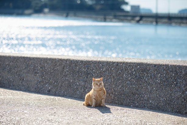 佐久島・東港付近には茶トラの野良ねこが
