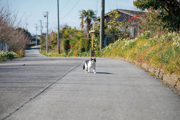 佐久島を、のんびりお散歩