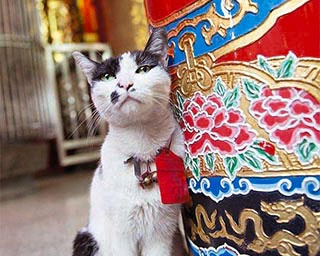 山形県酒田市でネコ写真展開催。のどかでゆったりとしたネコたちに癒されよう