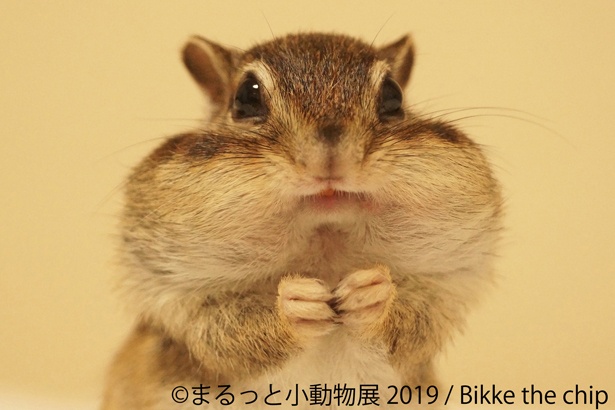 癒しが まるっと 詰まった小動物の合同写真 物販展が名古屋で 超絶かわいいハリネズミやリスをチラ見せ 12 18 ウォーカープラス