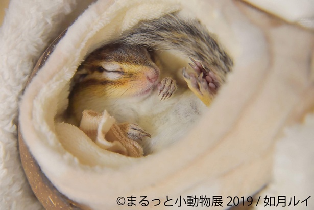 癒しが まるっと 詰まった小動物の合同写真 物販展が名古屋で 超絶