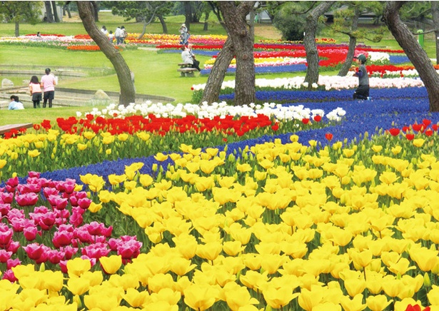 【写真を見る】色とりどりの花々で鮮やかな花の絨毯が現れる / 海の中道フラワーピクニック2019