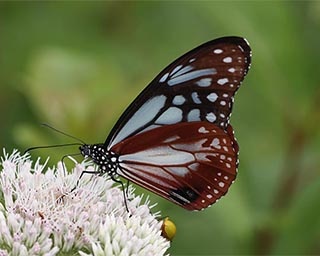 旅する生き物たちに注目！島根県大田市で企画展「しまねと世界をむすぶ生き物たち」