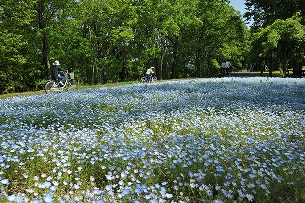 【写真を見る】ネモフィラを眺めながらのんびりサイクリングも
