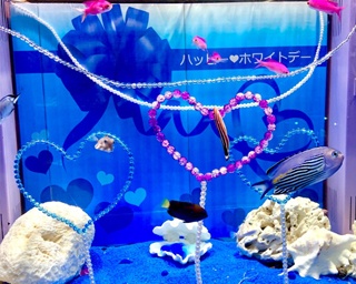ヨコハマおもしろ水族館でホワイトデー特別展示を開催中！