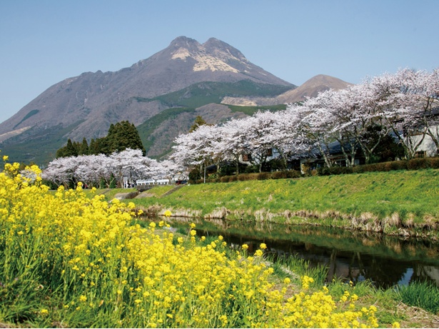 大分川沿い / 川の両岸にある桜並木。由布岳の景観に桜と菜の花が優しい彩りを添える