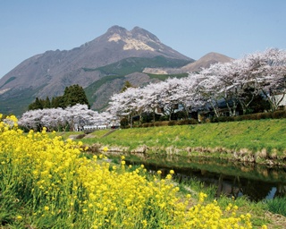 一度は見たい！大分の絶景さくらスポット3選