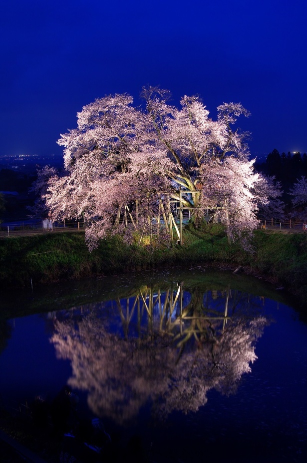 夜の桜も美しい