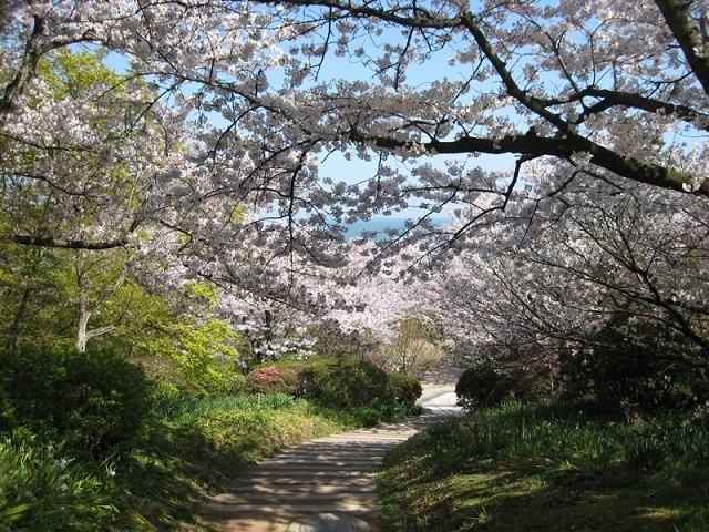 一度は見たい！福岡の絶景さくらスポット5選