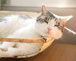 かわいすぎるネコの写真多数！癒されたい人必見!!愛知にある、キュートな看板ネコに出会える店5選