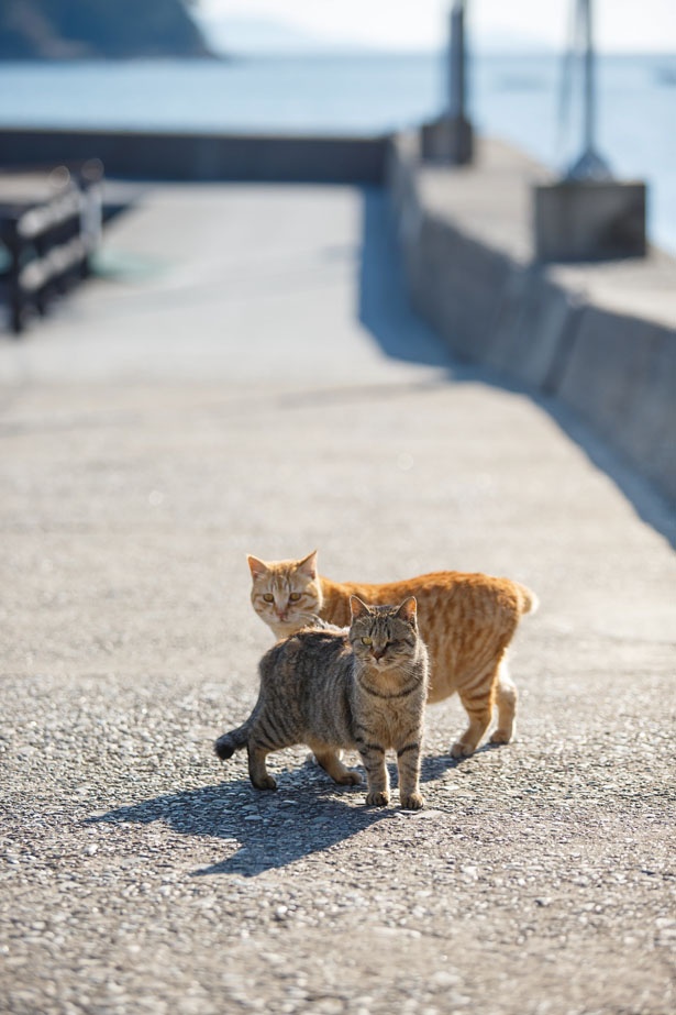 「一緒に遊びたいの？」