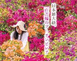 100万輪のブーゲンビレア！沖縄県沖縄市で「おきなわブーゲンフェア2019」開催中
