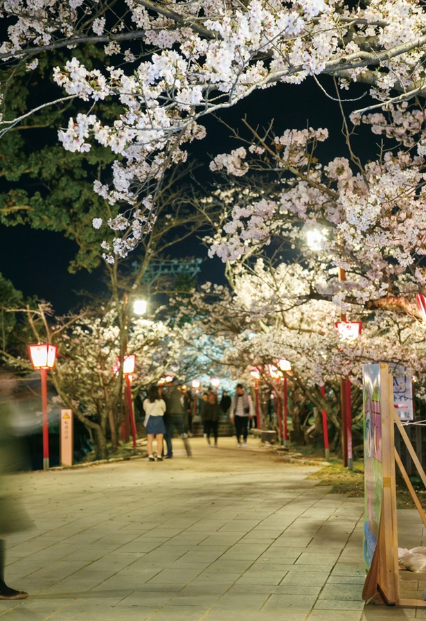 【写真を見る】小城公園 / 和傘＆ぼんぼりで浮かぶキレイな夜桜も必見！