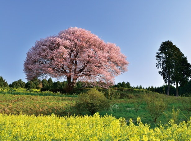 馬場の山桜 / モフモフとした花をまとう見事な一本！青×ピンク×黄色の感動ビュー