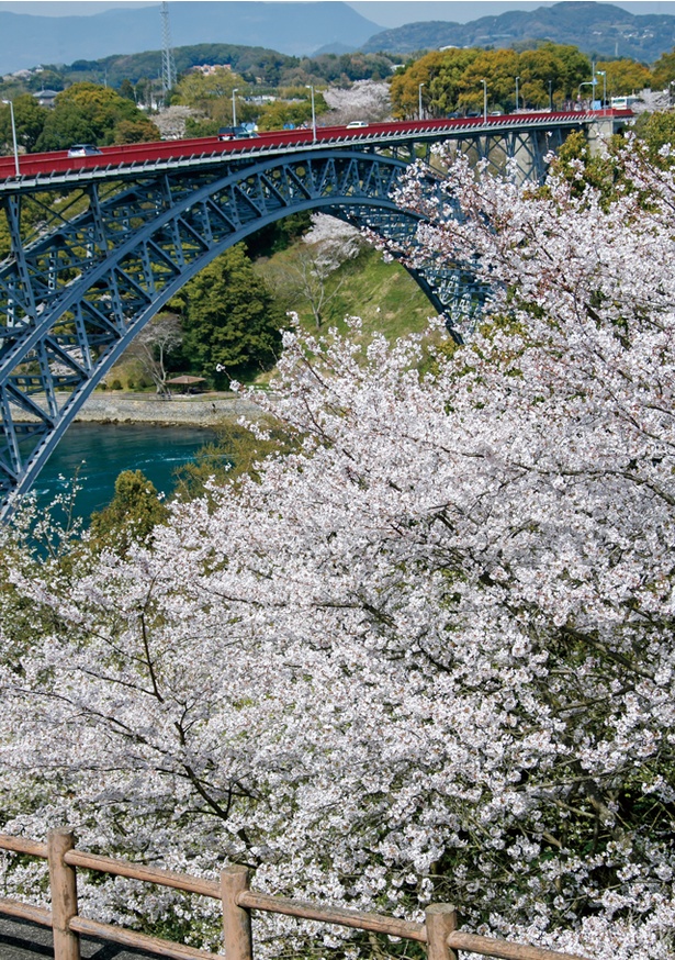 西海橋公園 / 春により大きくなる渦潮の濃紺と桜色の見事なコントラスト