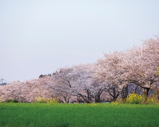 一度は見たい！宮崎の絶景さくらスポット3選