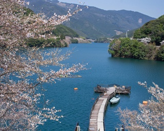 一度は見たい！熊本＆鹿児島の絶景さくらスポット4選