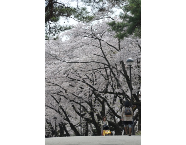 画像6 6 手ぶらで楽しめる 桜の名所 狭山稲荷山公園で春のグランピングイベント開催 ウォーカープラス