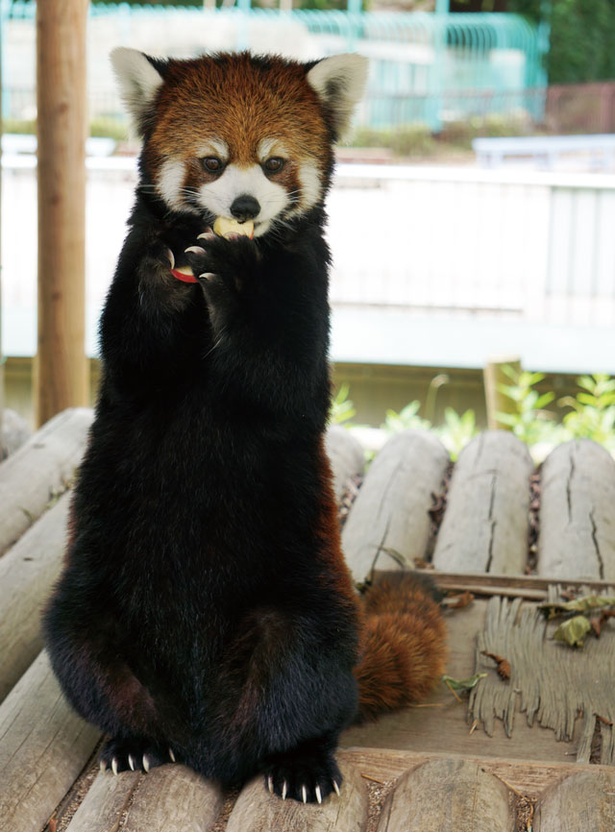 福岡市動物園 / リンゴを食べる時の凛とした立ち姿が人気の、「レッサーパンダ」にも会える！