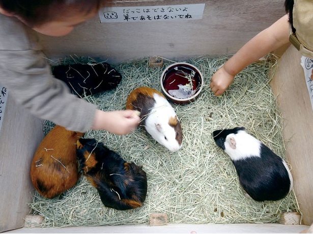 福岡市動物園 / モルモットやウサギと触れ合える「こども動物園」。木曜を除く毎日、9:45～11:45、13:30～16:15と1日2回実施