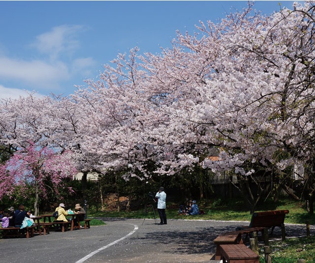 到津の森公園 / 春はサクラの観賞スポットとしておなじみの園地ゾーン