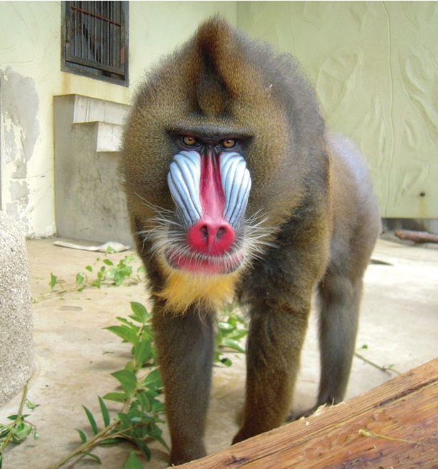 大牟田市動物園 / マンドリルのガブ。顔とお尻の鮮やかな模様はオスだけの特徴