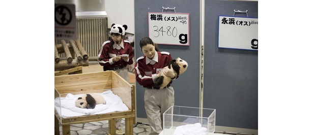 双子パンダの体重測定でその姿を見ることができる