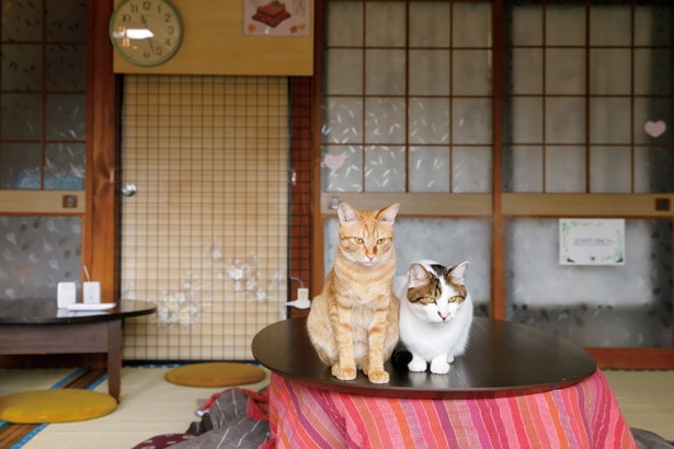 こたつは3月ごろまで使用予定/「保護猫カフェ めおまるけ」(名古屋市緑区)