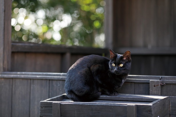 【写真を見る】黒ネコを発見。「住職ー！おなかすいた！」なんて言っているのかも…？
