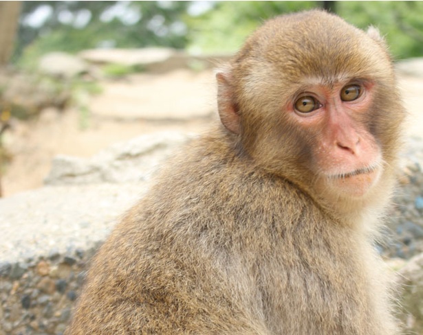 高崎山自然動物園 / 「2018TNZトリプル選抜総選挙」の人気サル(メス)部門では、昨年3位だったシャーロットが1位に返り咲き　