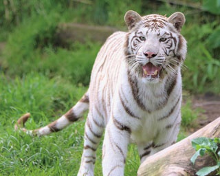 子供だけでなく大人も楽しい！この春訪れたい大分・宮崎の動物園3選